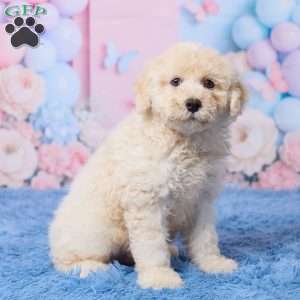 Ace, Mini Aussiedoodle Puppy